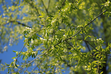 枝繁叶茂的柳树枝背景图片