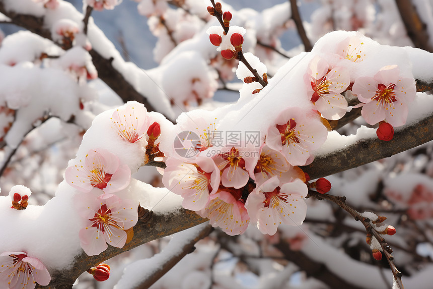 枝头上的白雪图片