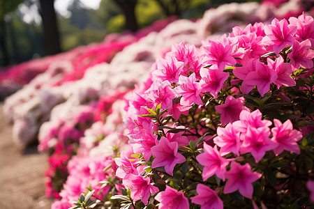 美丽杜鹃花花园里的杜鹃花背景