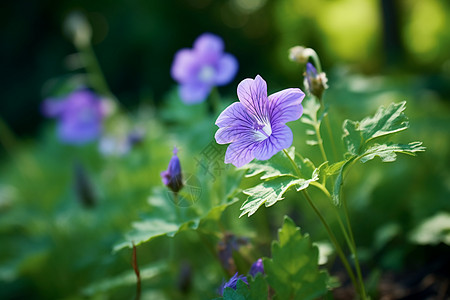 花园里面自然生长的花朵高清图片