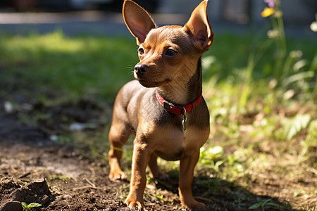 草地上开心的小狗图片