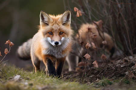 户外野生的狐狸图片