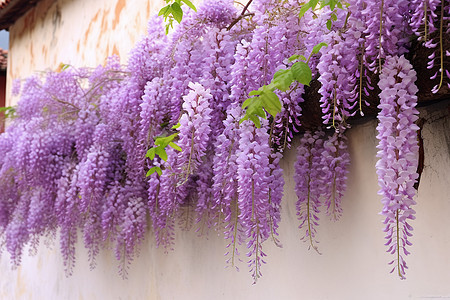 紫藤花在白色墙壁上盛放图片