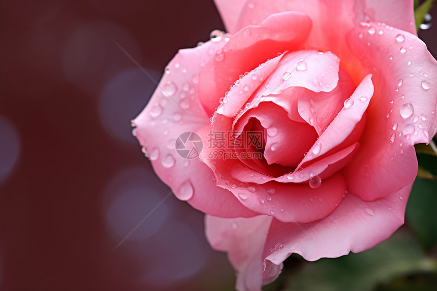 水滴在粉色玫瑰上图片