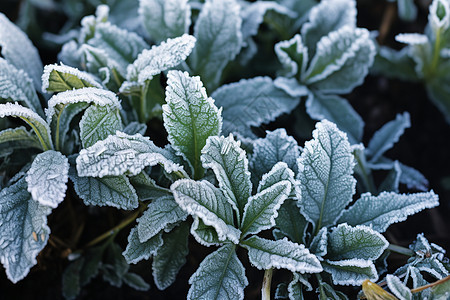 冰霜中的植物背景图片