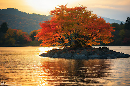湖边的孤树图片