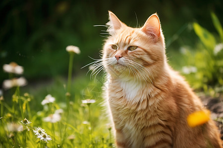 阳光下的猫咪图片