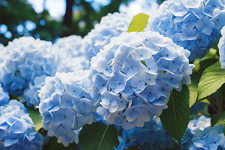 蓝色绣球花背景图片
