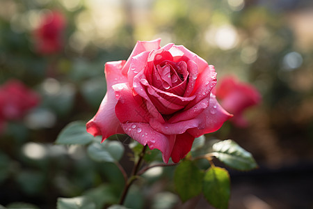 花瓣上洒满水滴的粉色玫瑰图片