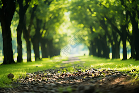 花园小路幽静的林间小路背景