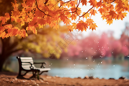 秋日枫林下的长椅图片