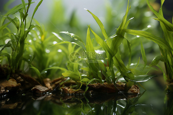 青草与清水图片