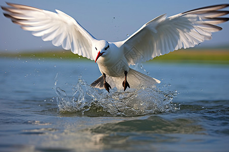展翅翱翔的海鸥背景图片