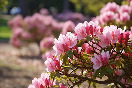 春季花园中绽放的杜鹃花花朵图片