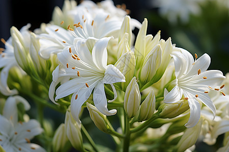 夏季花园中绽放的百合花花朵图片