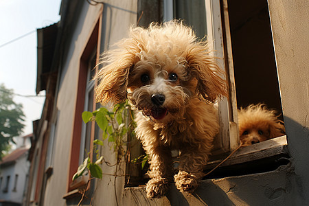 乖巧可爱的泰迪犬图片