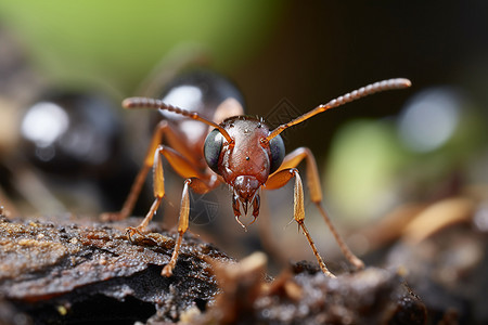 野外的蚂蚁图片