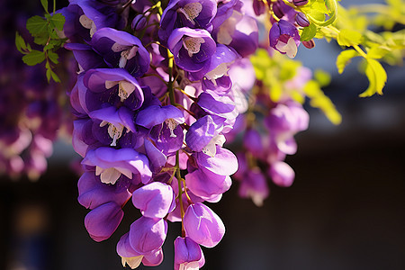 枝头盛开的紫色花穗图片