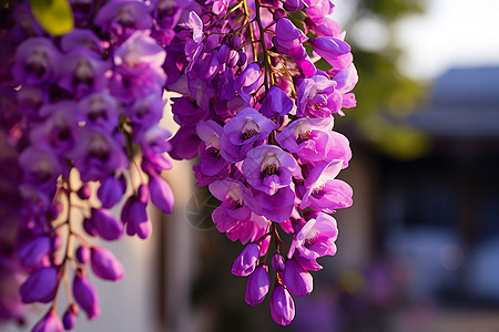 花园中的紫色花穗图片