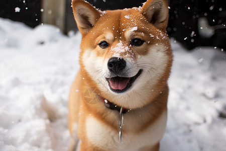 雪中微笑的柴犬图片