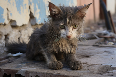 街道上被遗弃的小猫图片