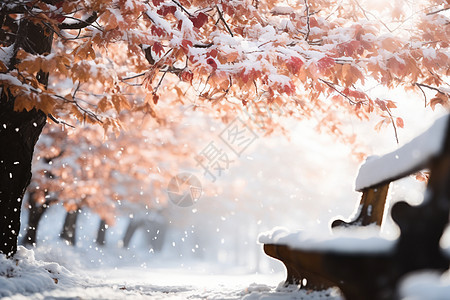 冬日红叶雪景图片