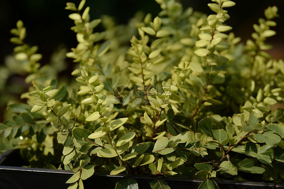 夏季户外的茂密绿植图片