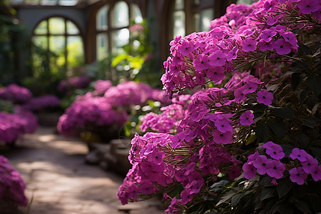 紫花园中的温室图片