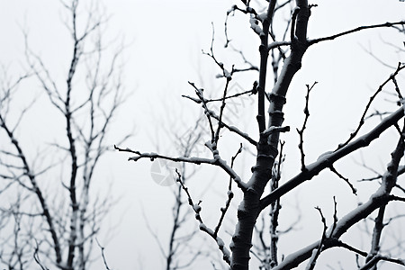 冬日的树林图片