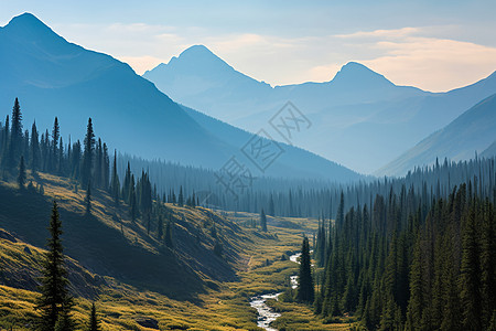 松树森林翠绿山谷背景