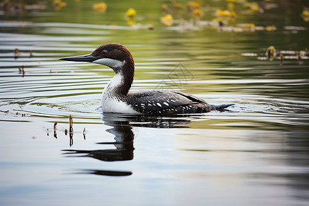 户外湖面上游动的鸭子图片