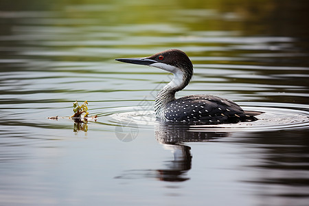 湖中游动的野鸭图片