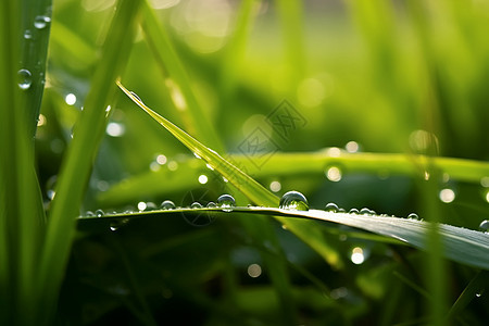 绿色小草的雨滴图片