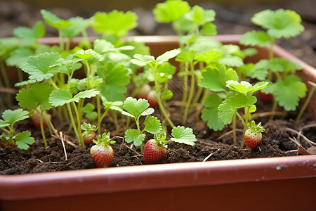 花盆中生长的草莓芽高清图片