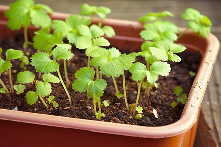 花盆里面种植的草莓萌芽高清图片