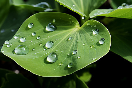 水滴润湿的绿叶图片