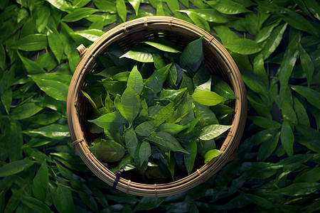 茶叶背景叶子绿茶叶高清图片