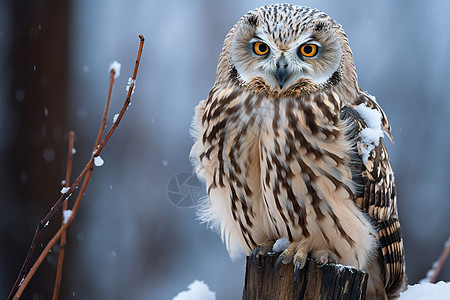 冬季荒野中的猫头鹰动物图片
