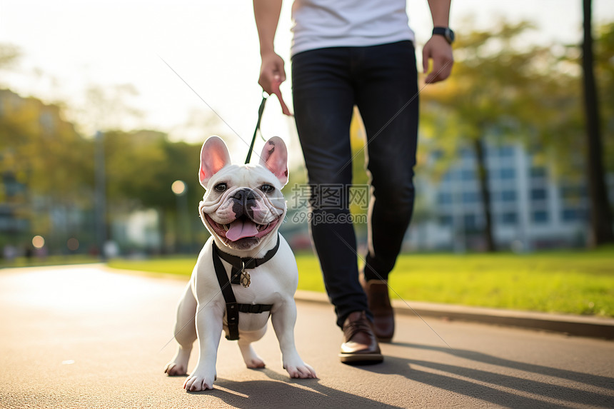 男人牵着一只狗在街上散步图片