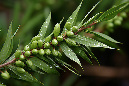 清爽的水滴滴落在植物上图片