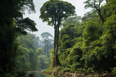 神秘热带雨林图片