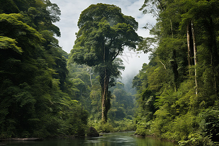 翠绿丛林之旅背景图片