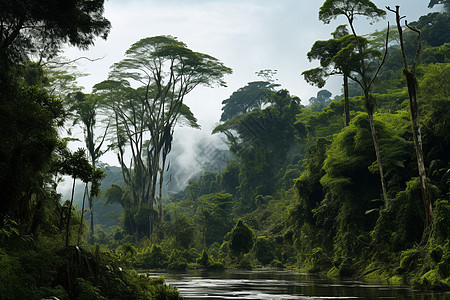 翠绿植物笼罩的河流图片