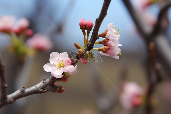 樱花枝上绽放的花朵图片