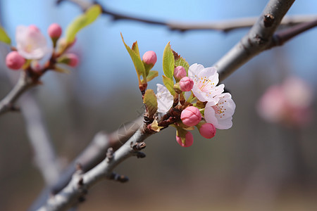 树枝上绽放的樱花背景图片