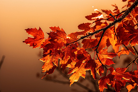 火红的叶子背景图片