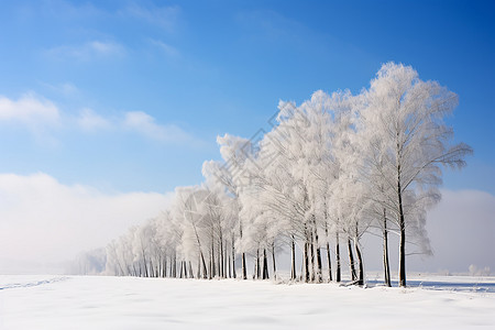 白杨素材冬日雪地的白杨背景