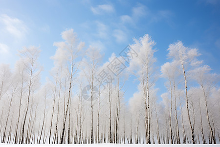 白杨素材雪中白树林背景