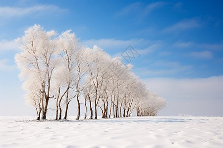 寒冬孤寂的树图片