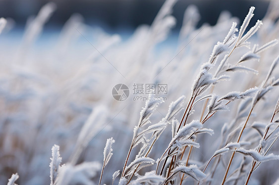 霜降大地图片